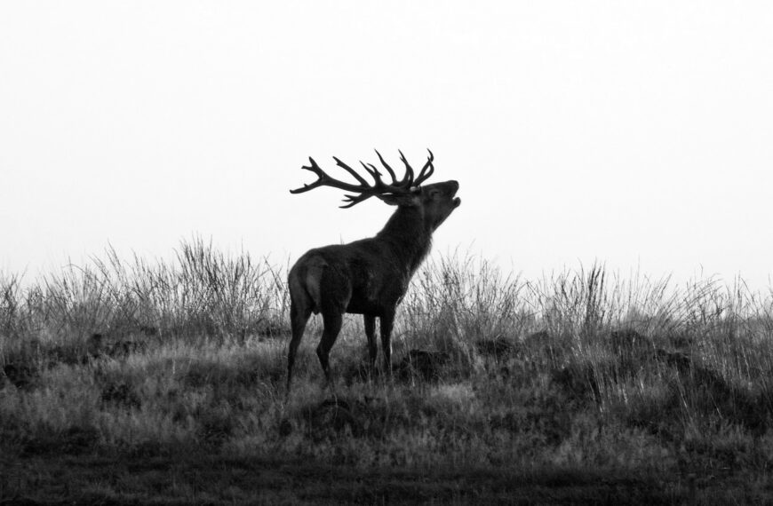 Chasse et Dégâts de Gibier